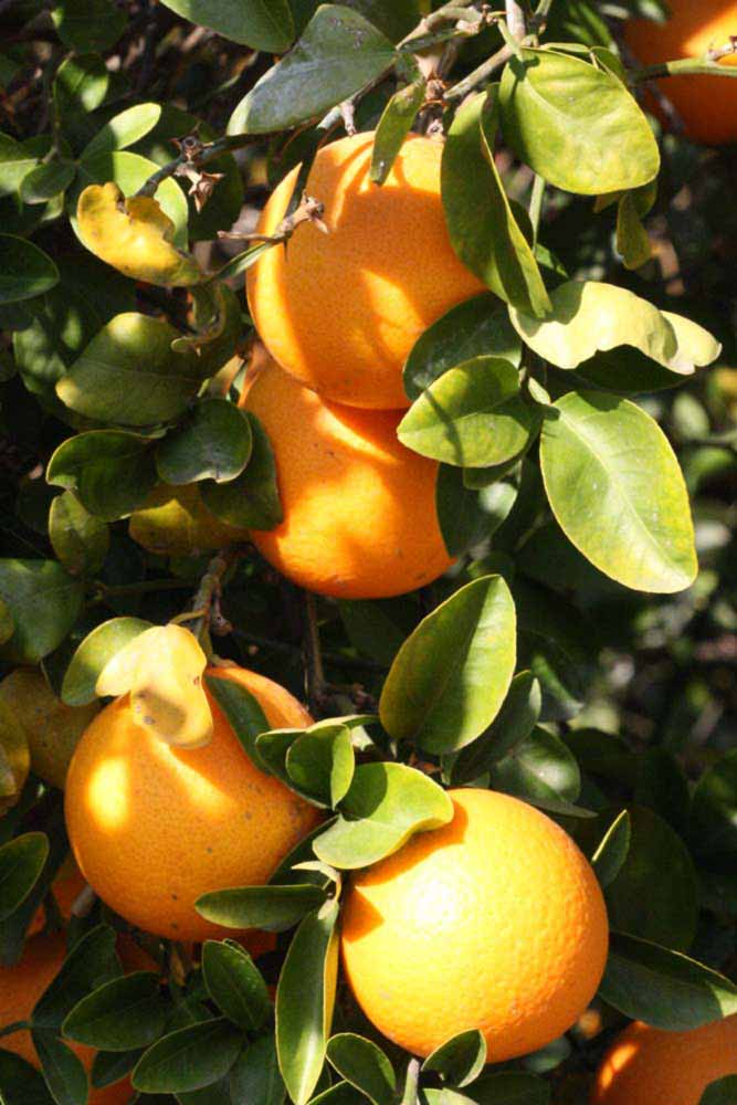            Fruit (Riverside, CA)   